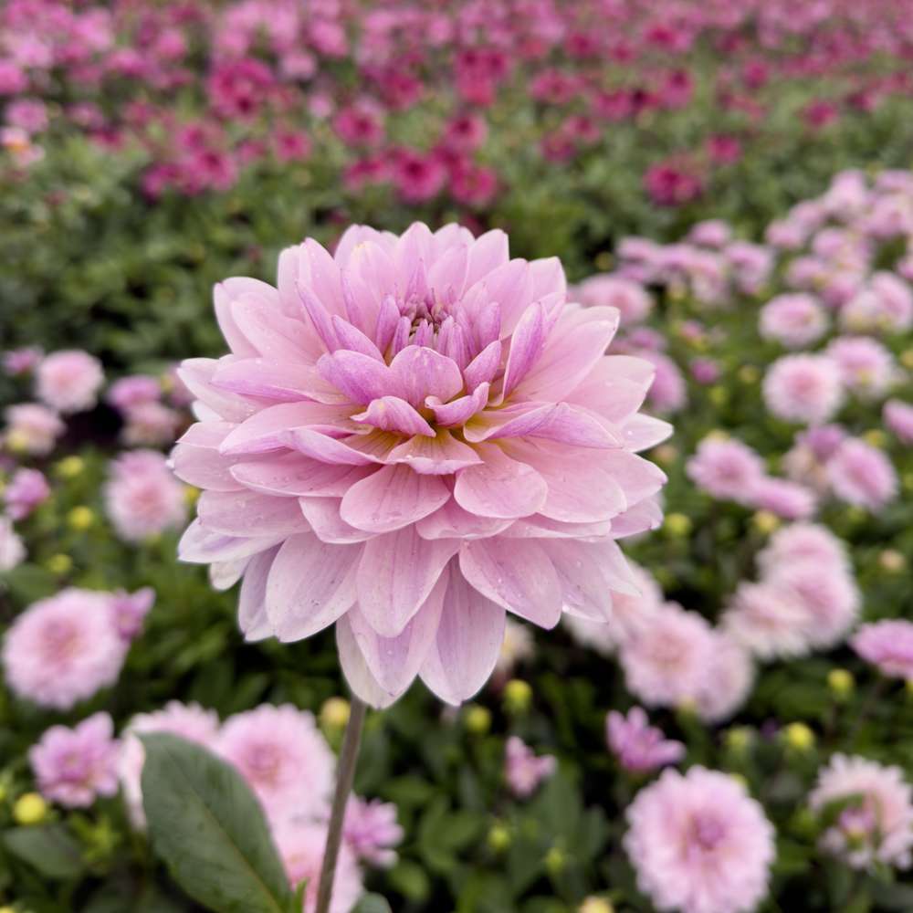 Dahlia 'BV's Frederikke'