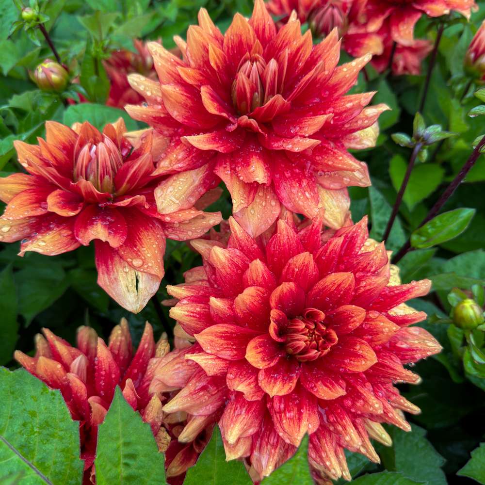 Dahlia 'BV's Mango Tango'