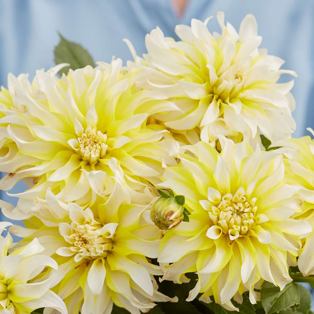 Dahlia 'Calgary Flames'