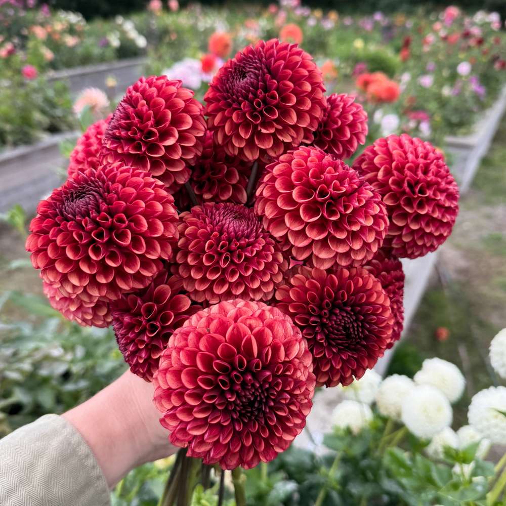 Dahlia Copper Boy dahlia-copper-boy