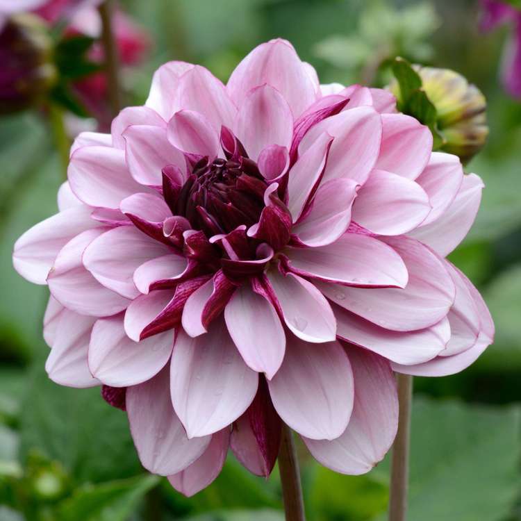Dahlia 'Creme de Cassis'