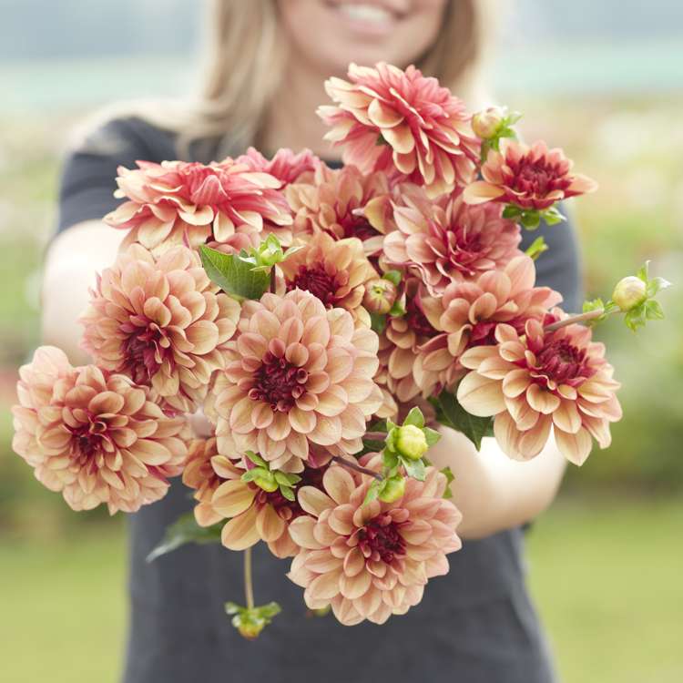 Dahlia 'Creme de Cognac'