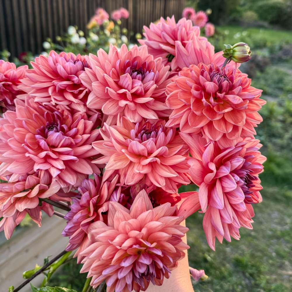 Dahlia 'Dutch Pearl'