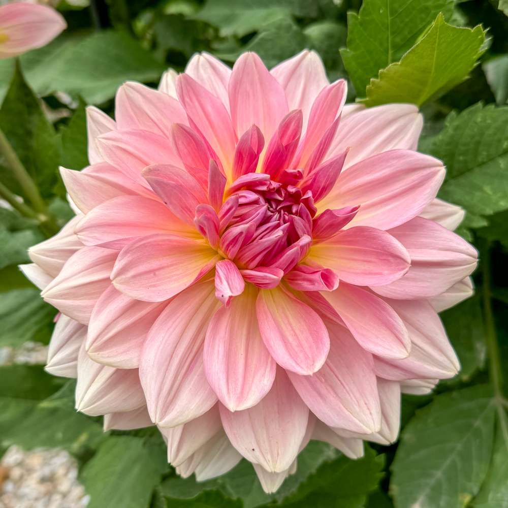 Dahlia 'Fairway Pilot'