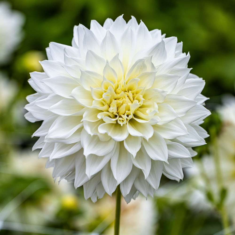 Dahlia 'Fleurel'