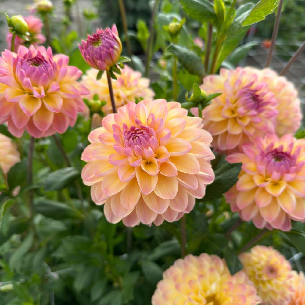 Dahlia 'Hapet Pastell'