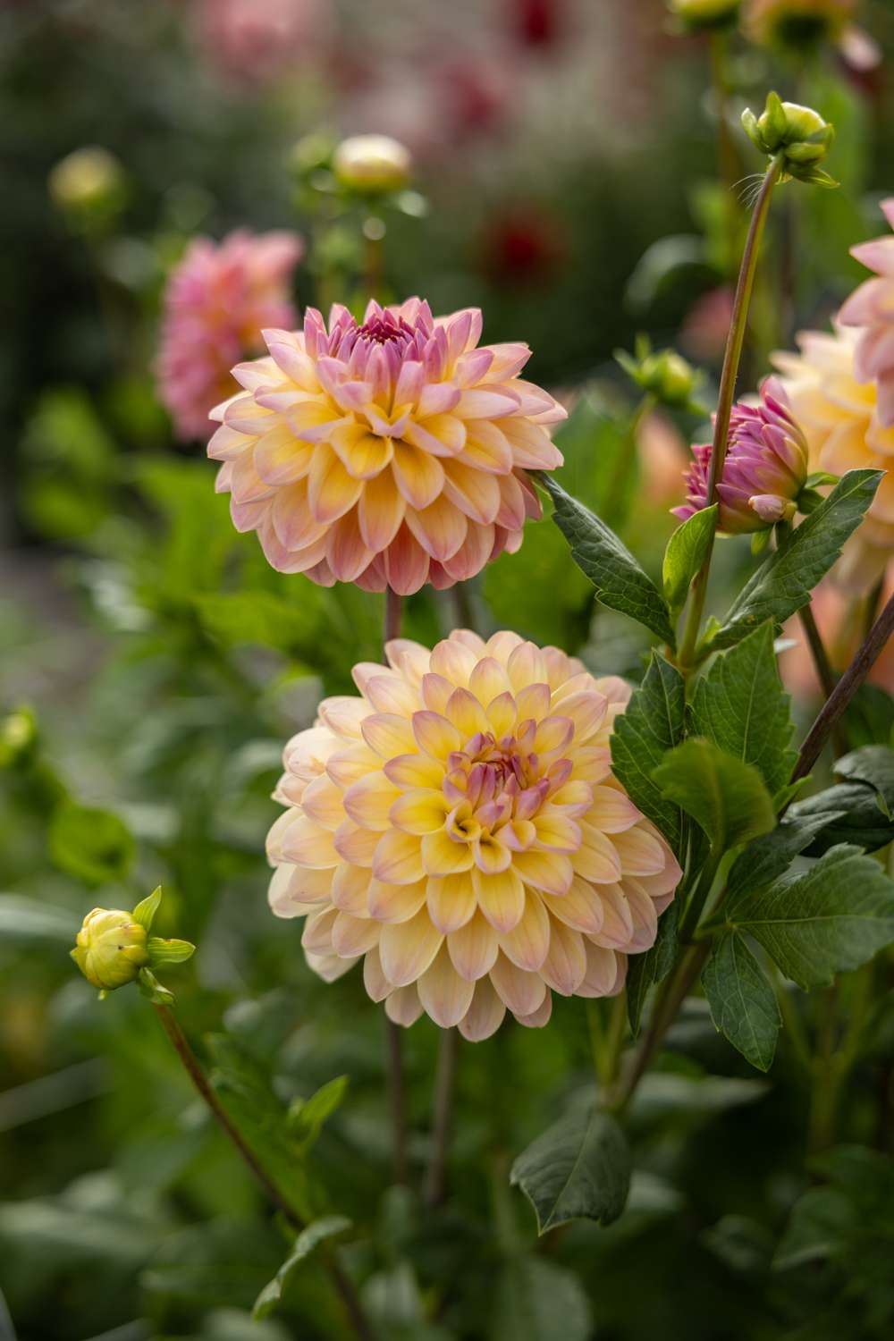 Dahlia 'Hapet Pastell'