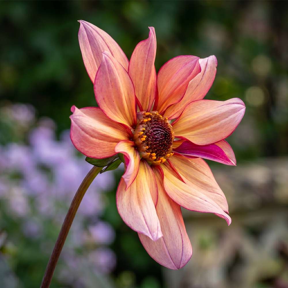Dahlia 'Jonathan Buckley'