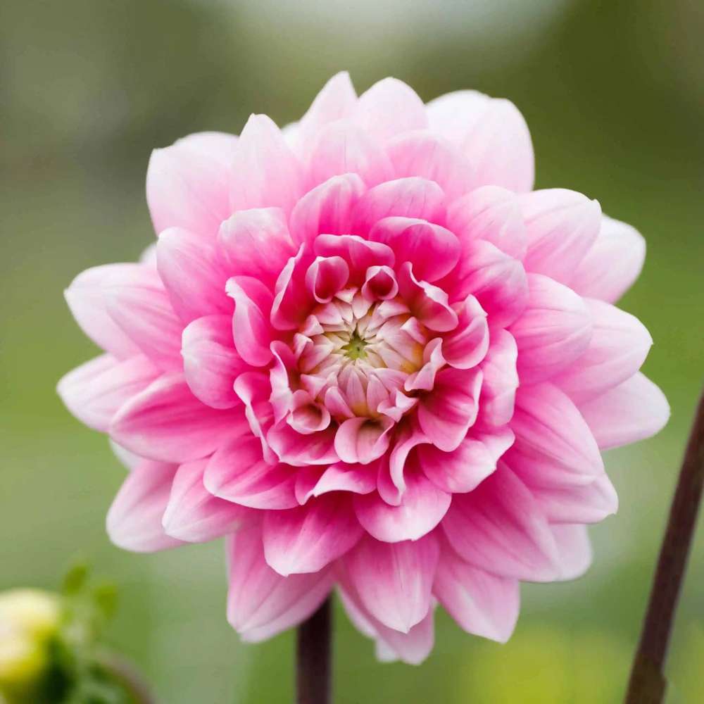 Dahlia 'Offshore Dream'
