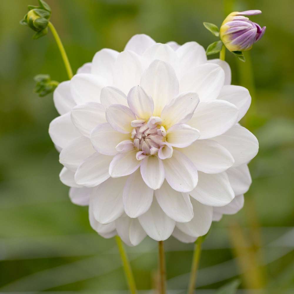 Dahlia 'Porcelain'