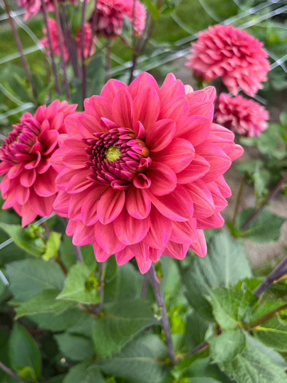 Dahlia Salmon Runner