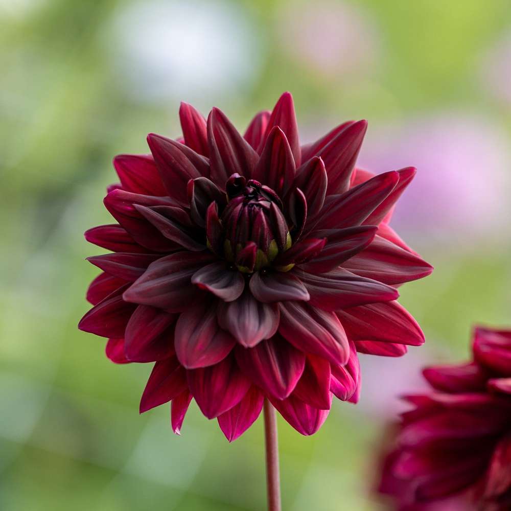 Dahlia 'Sam Hopkins'