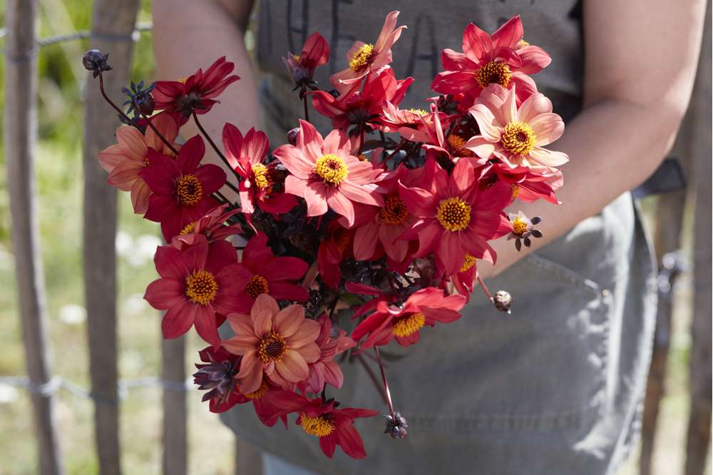 Dahlia 'Schippers Bronze'