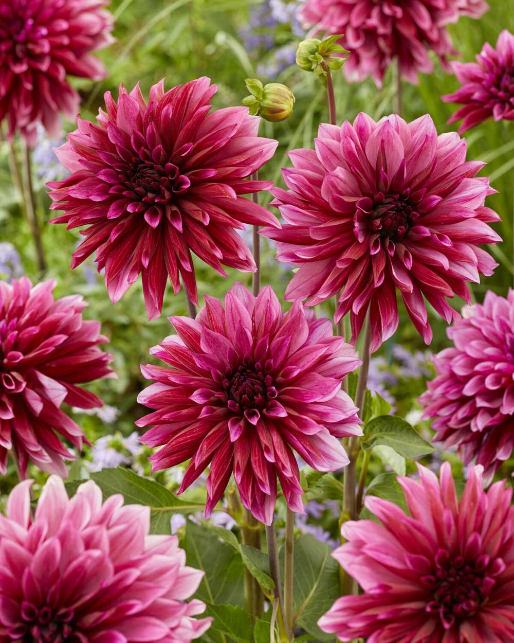 Dahlia 'Tanita'