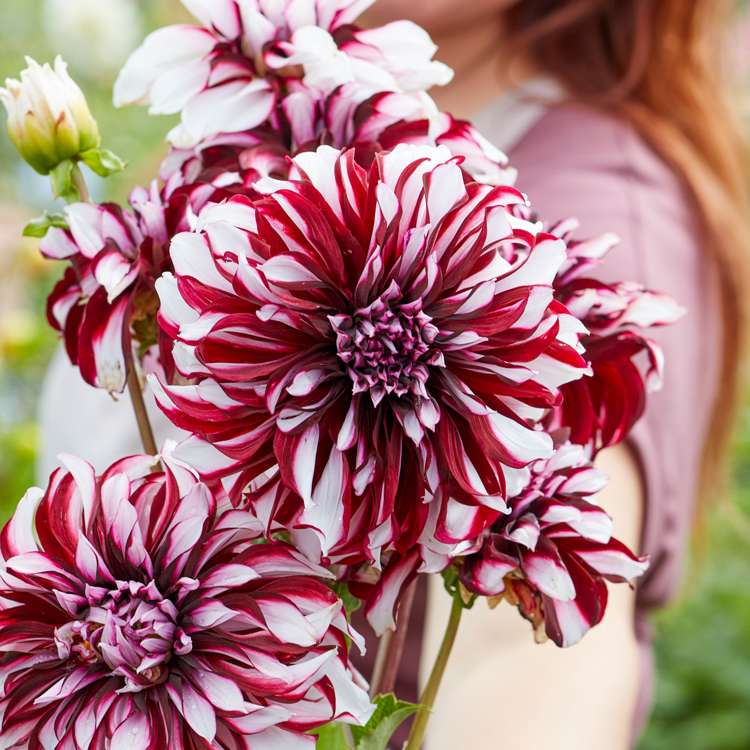 Dahlia 'Tartan'