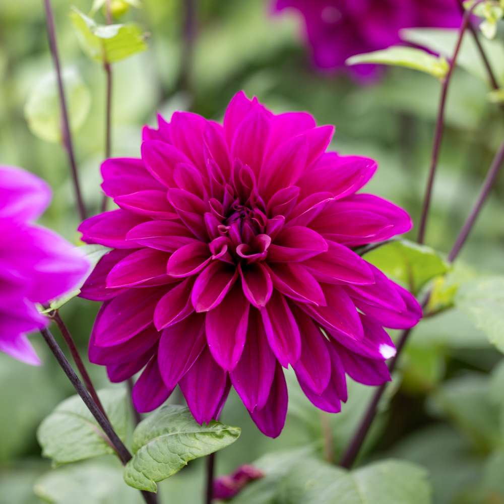 Dahlia 'Thomas A. Edison'