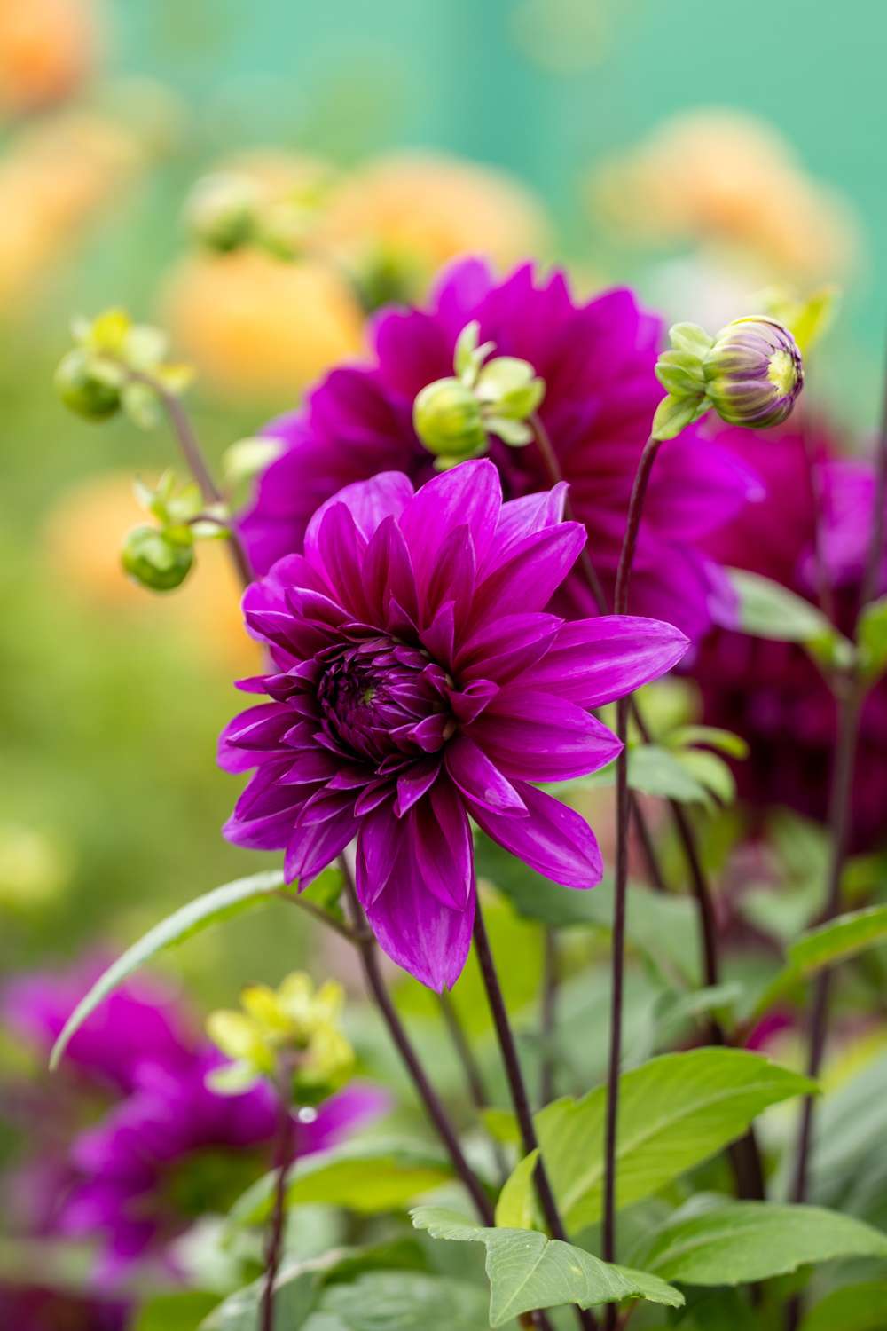 Dahlia 'Thomas A. Edison'