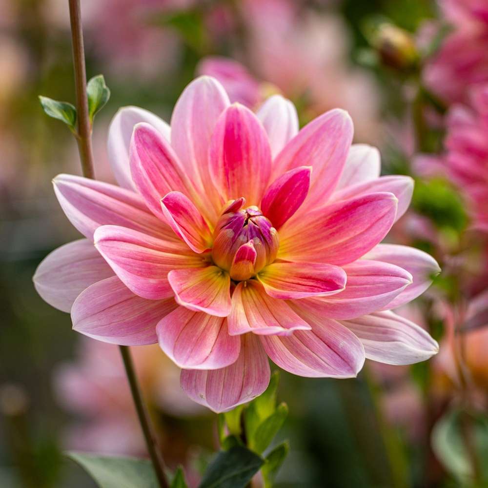 Dahlia 'Twiggy'