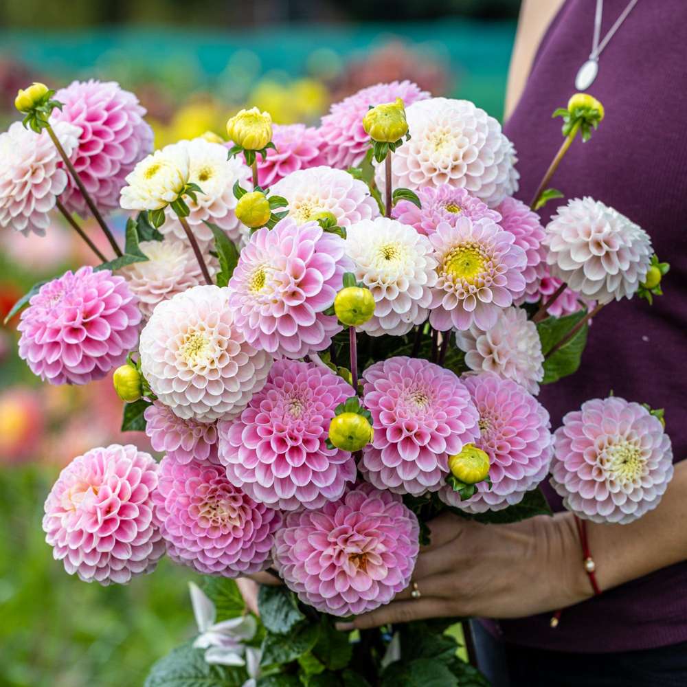 Dahliamix 'Cotton Candy' — pastellrosa och vita dahlior