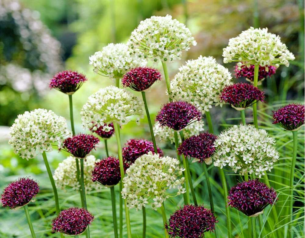 Day & Night' - Alliumblandning