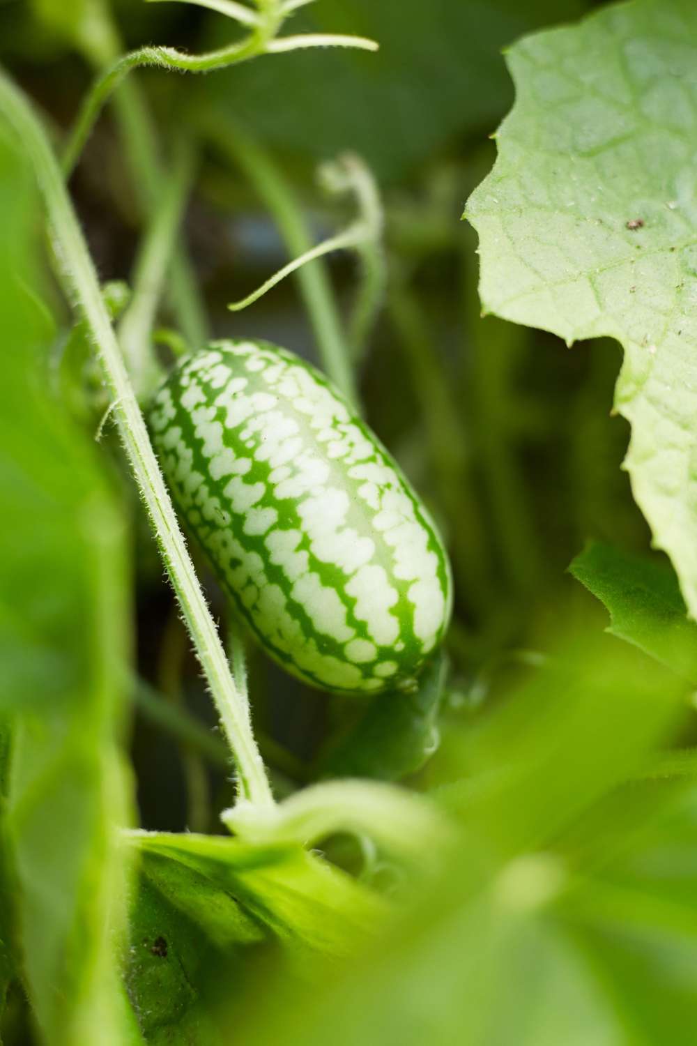 Djungelgurka 'Mouse Melon' (frö)