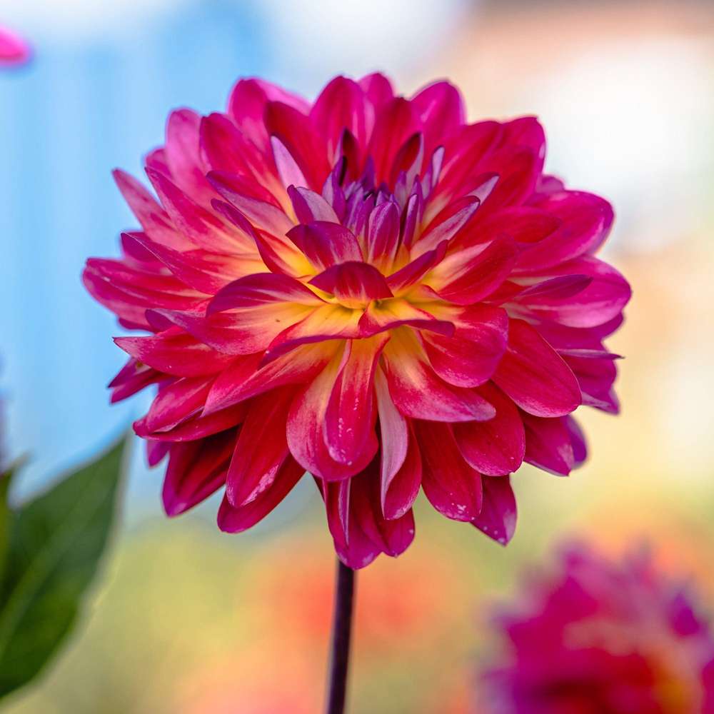 Dahlia 'Double Shine'