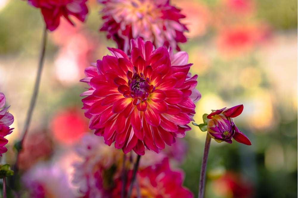 Dahlia 'Double Shine'