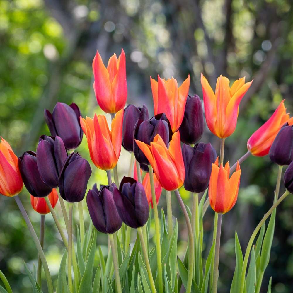 'Drama Queen'  tulpanblandning