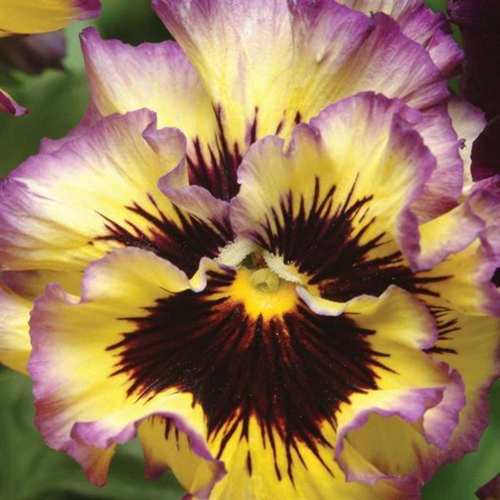 Dubbel pensé 'Ruffled Pansy Lemonberry' (frö)