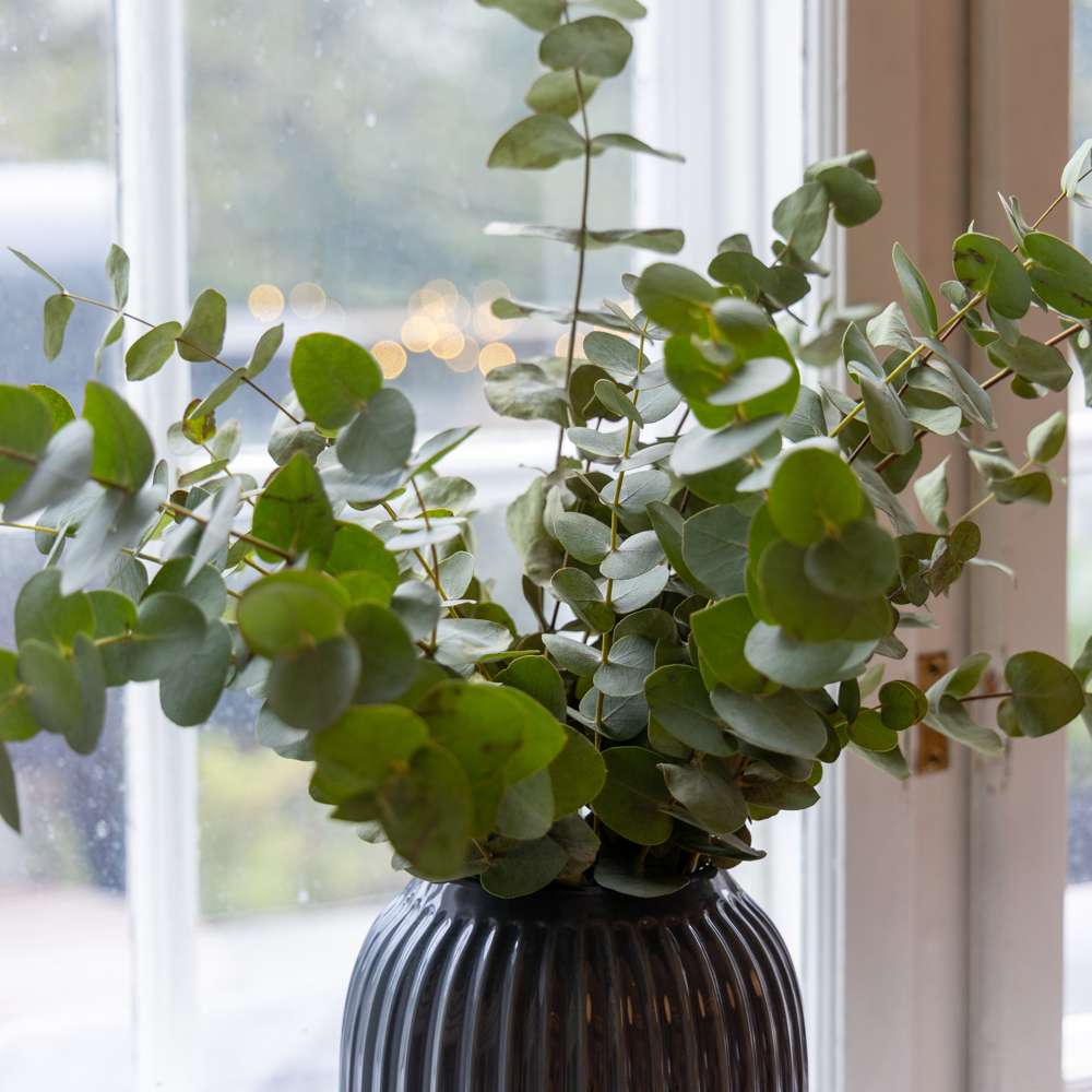 Eucalyptus 'Baby Blue Bouquet' (frö)