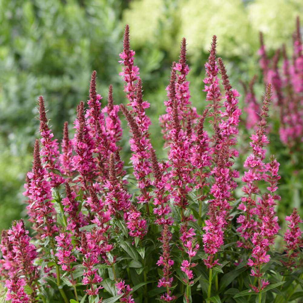 Fackelblomster 'Robert' (Lythrum salicaria)
