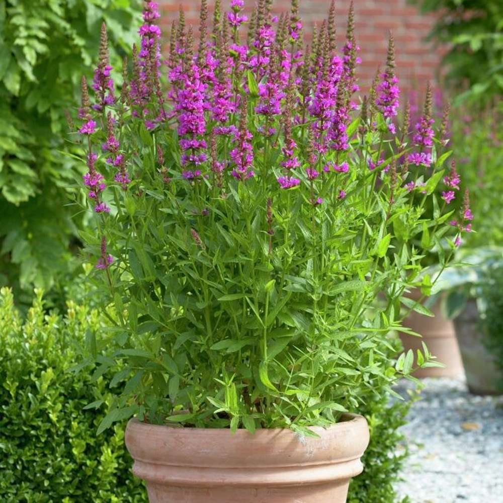 Fackelblomster 'Robert' (Lythrum salicaria)