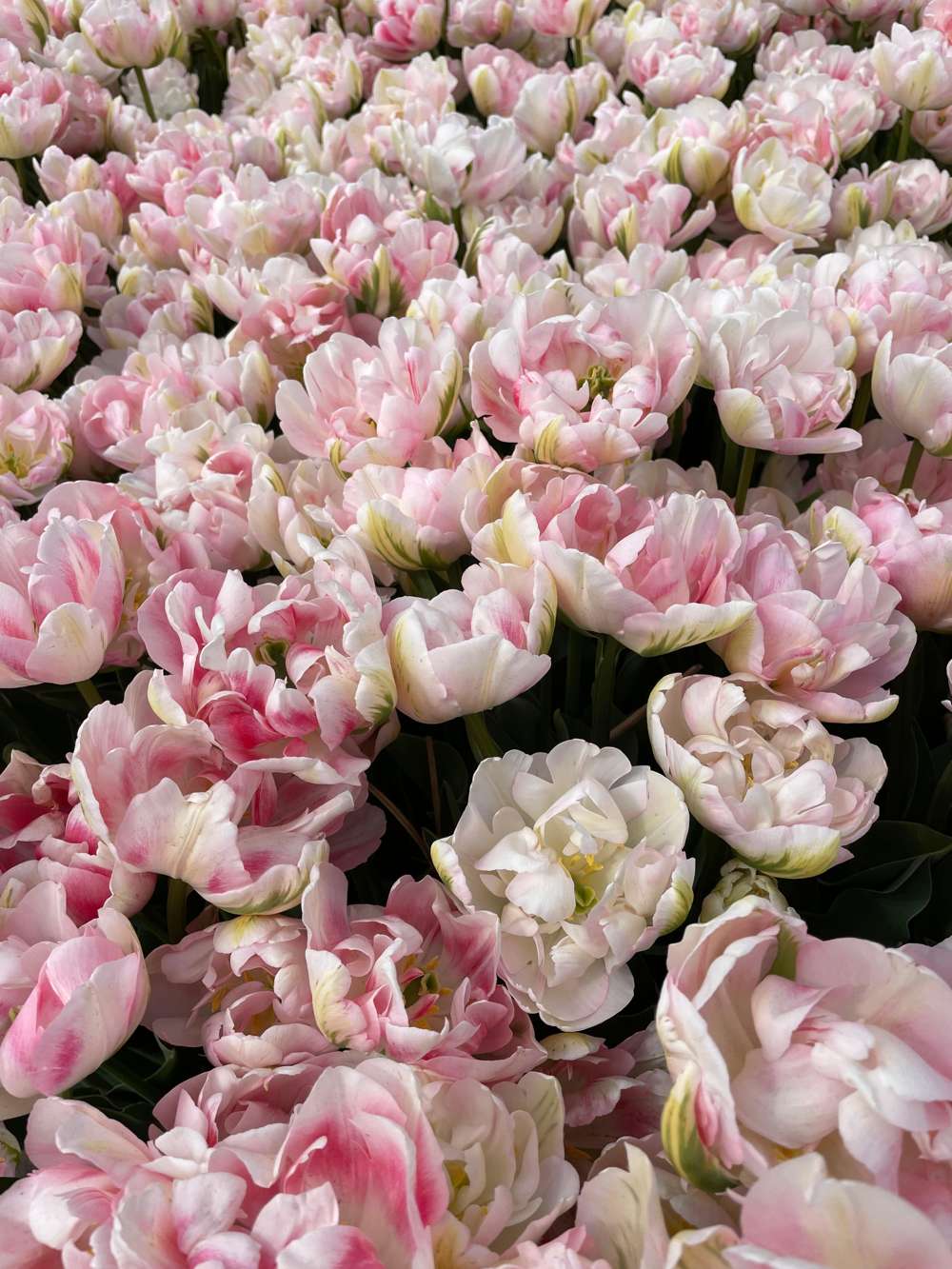 Tulpan 'Finola'