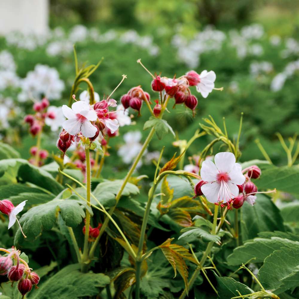 Flocknäva 'Spessart' (Geranium macrorrhizum)
