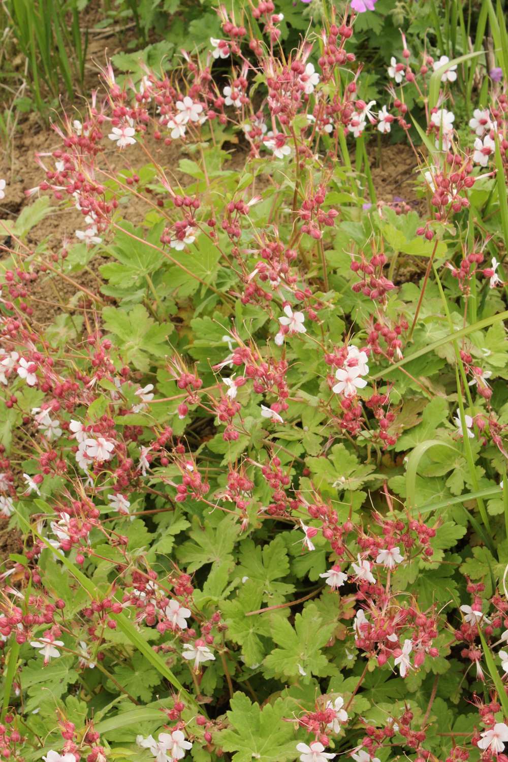 Flocknäva 'Spessart' (Geranium macrorrhizum)