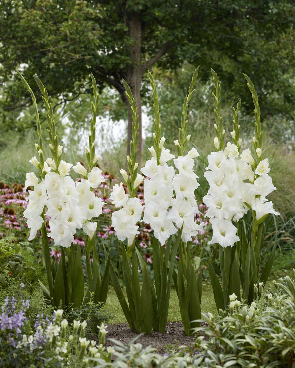 Gladiolus 'Essential®'