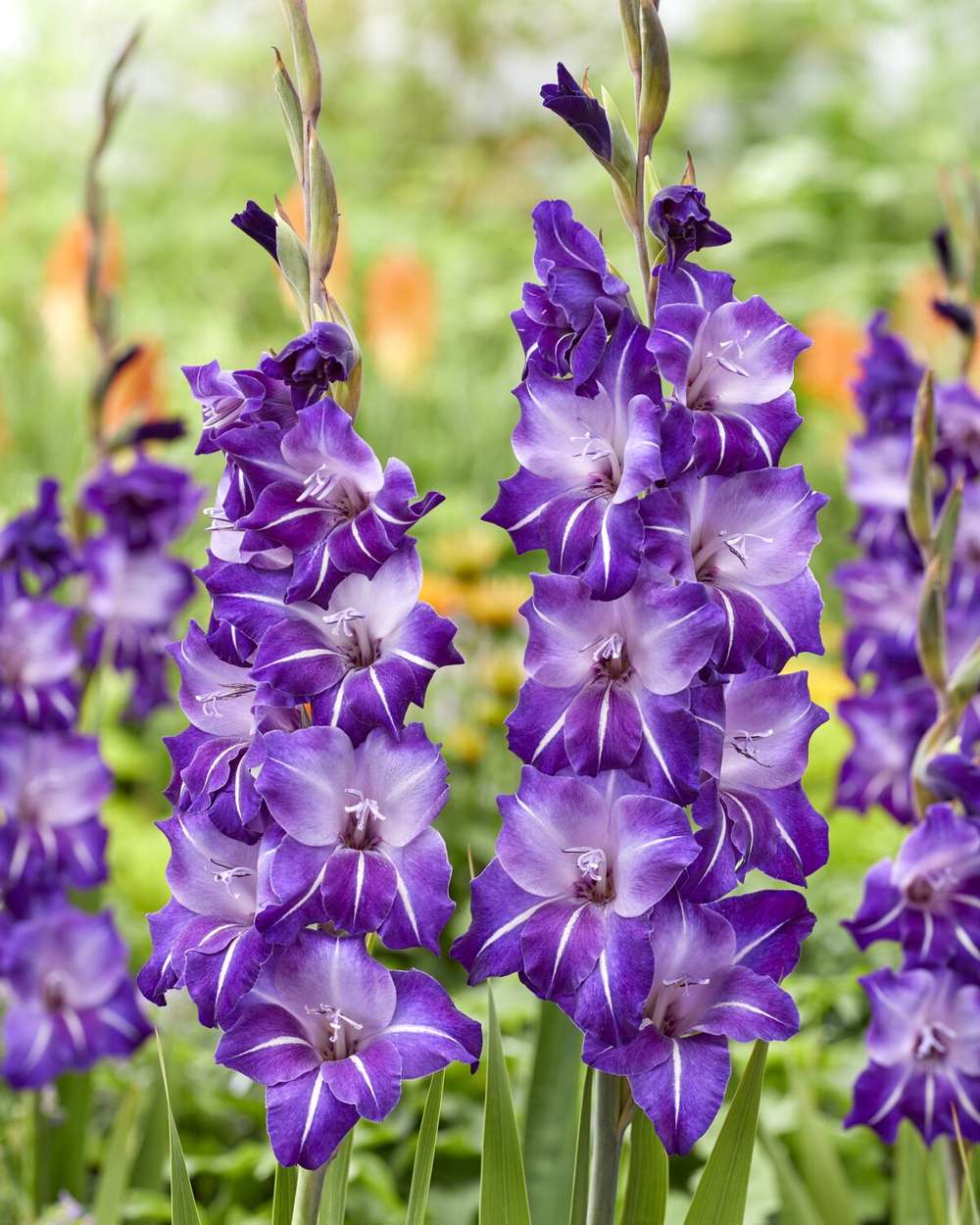 Gladiolus 'Hallowy®'