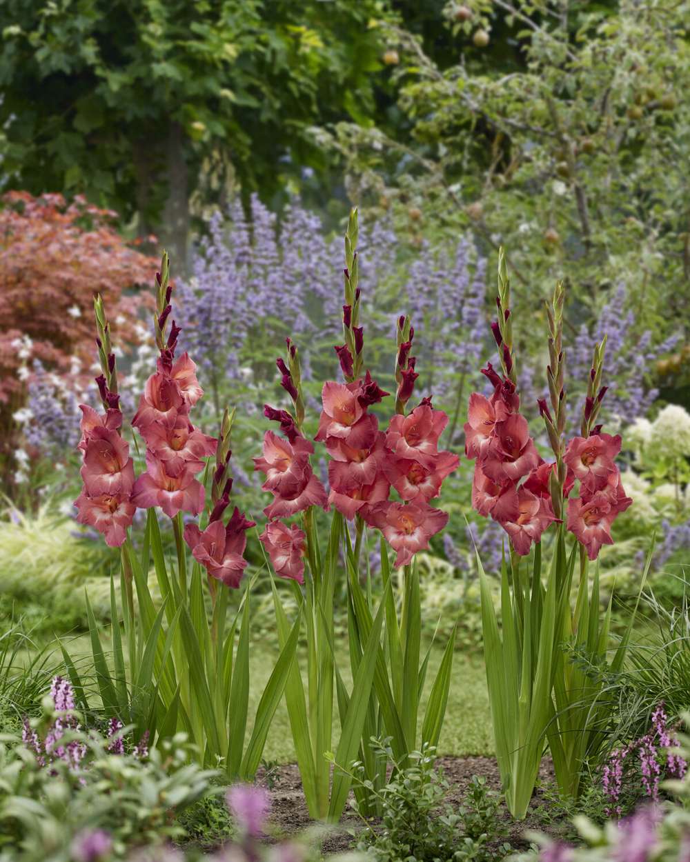 Gladiolus 'Indian Summer®'