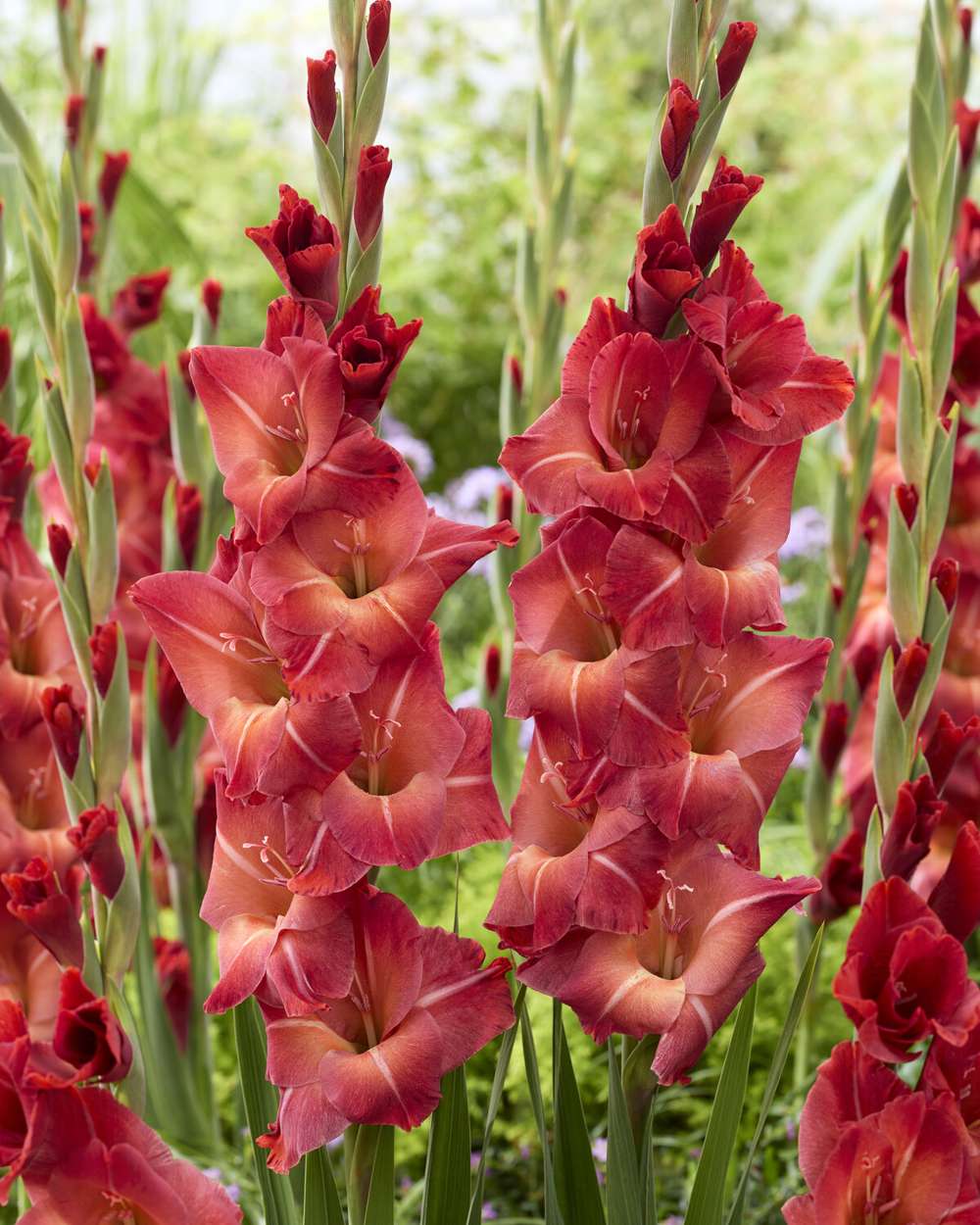 Gladiolus 'Mohican'
