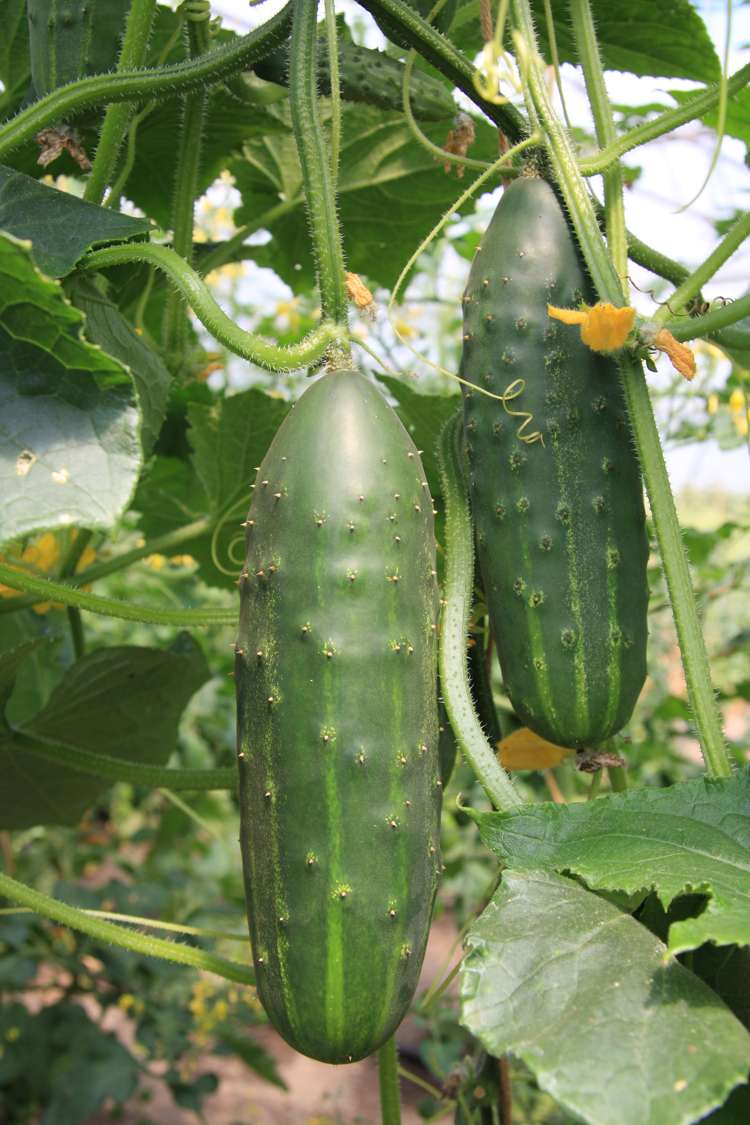 Gurka 'Marketmore' (BIO frö) (Cucumis sativus) – planta i trädgårdsbädden
