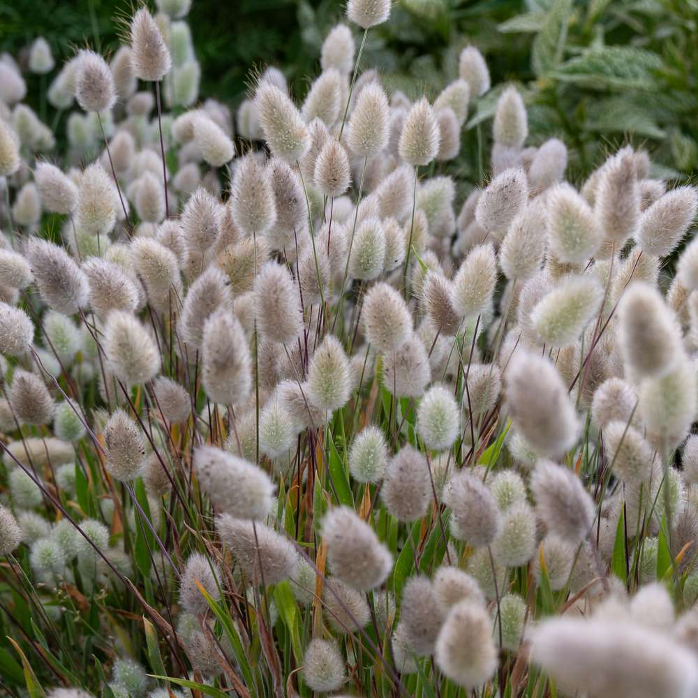 Harsvans 'Bunny Tails' — frö från Blomstervärlden