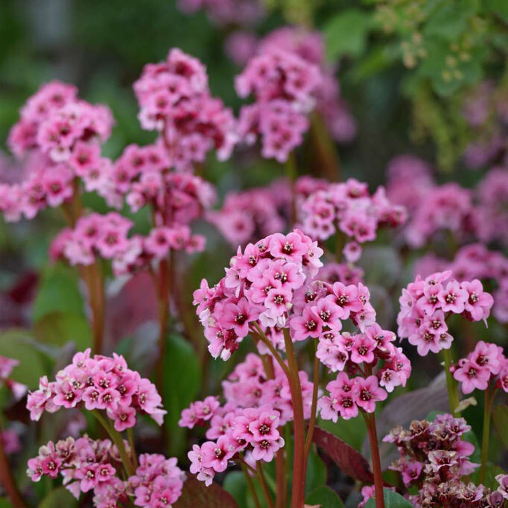 Hjärtbergenia (Bergenia cordifolia)