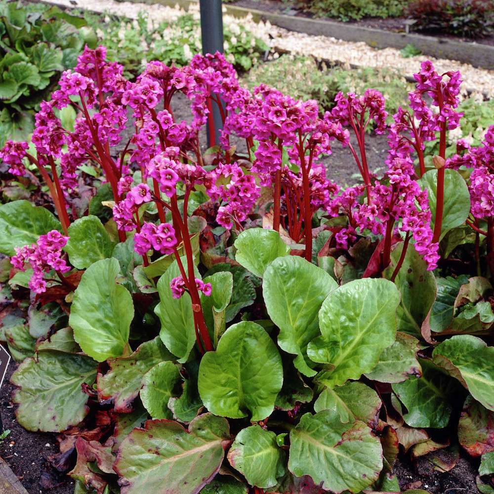 Hjärtbergenia (Bergenia cordifolia)