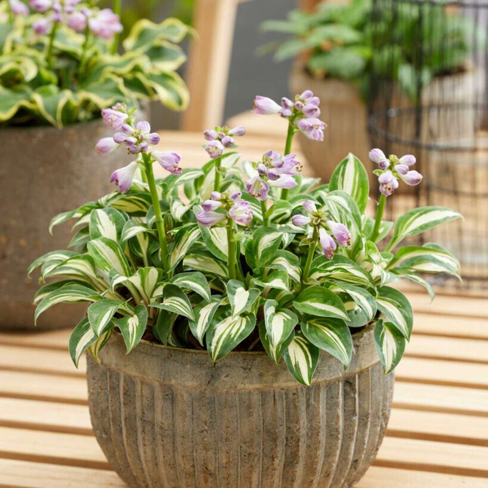 Funkia 'Pandoras Box'