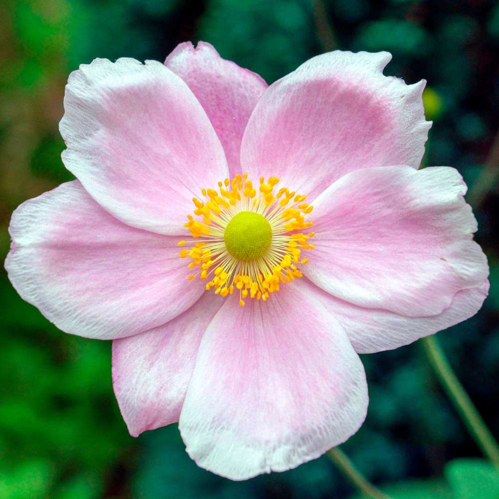 Höstanemon Hupehensis 'September Charm' — ljusrosa blommor