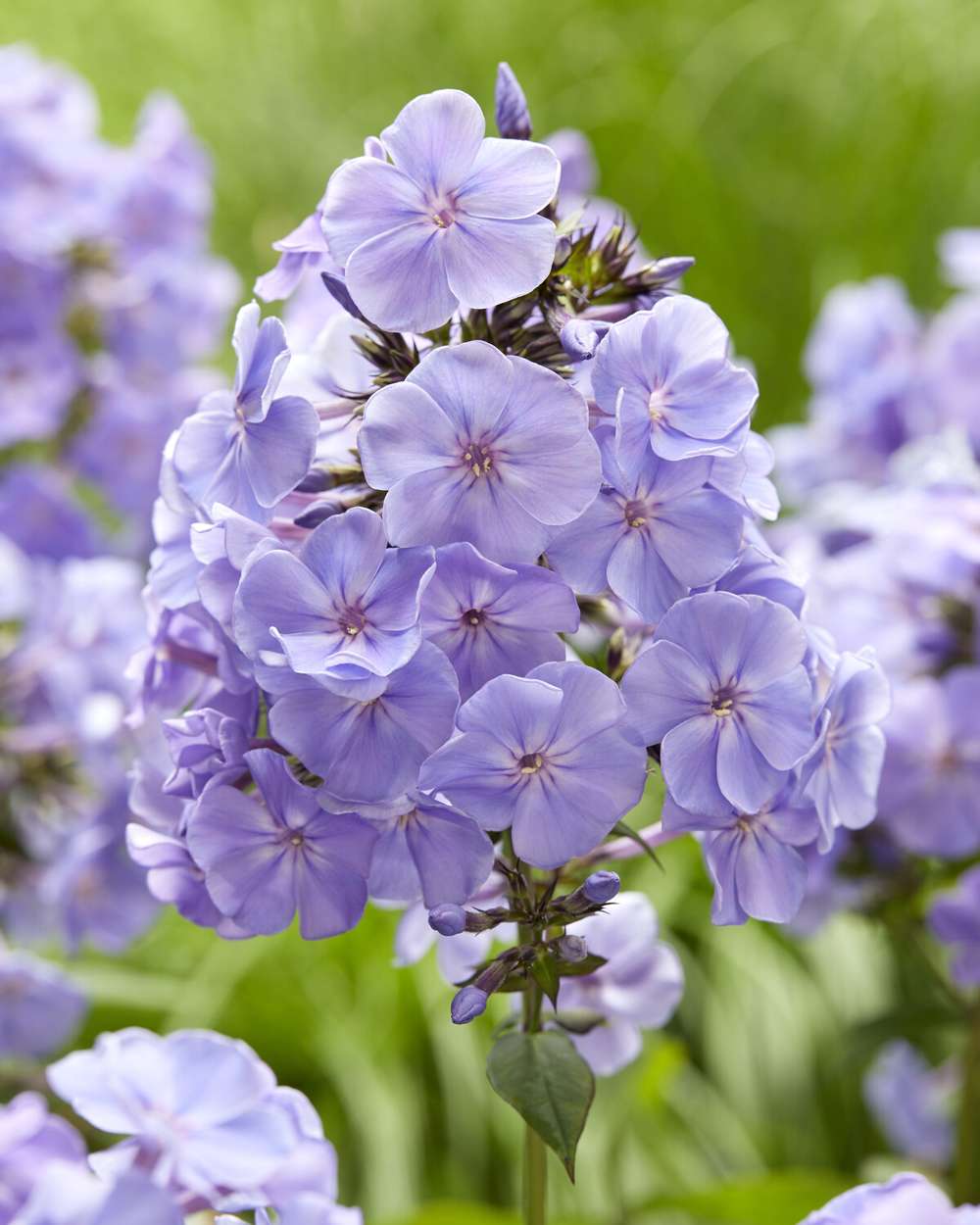 Höstflockel 'Sweet Summer Ocean'