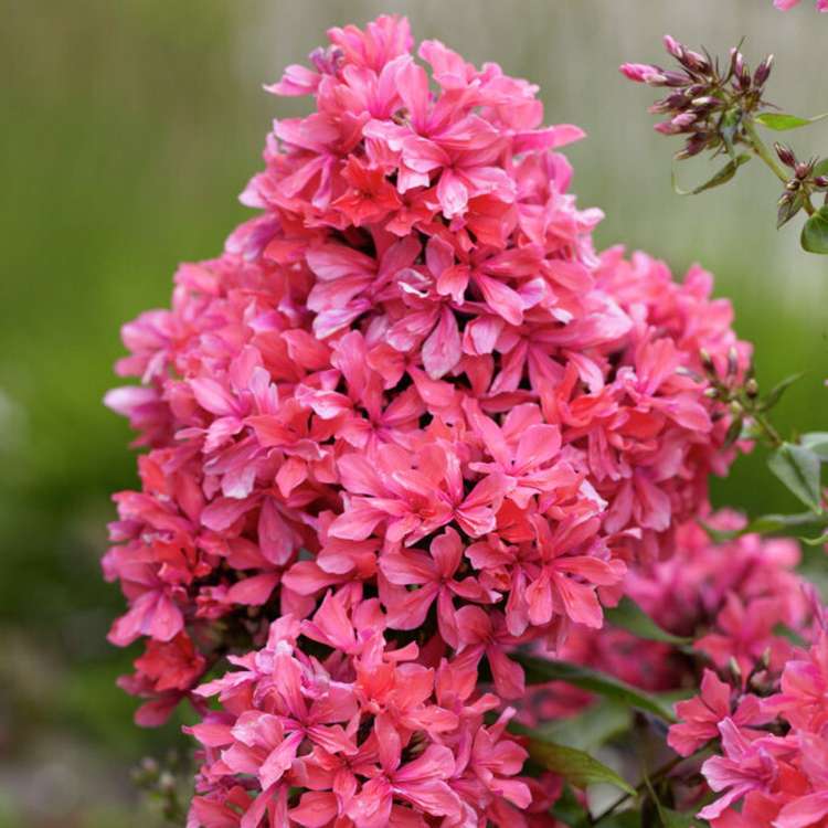 Höstflox 'Cleopatra'