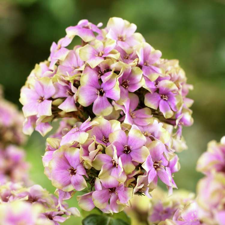Höstflox 'Sherbet Blend'