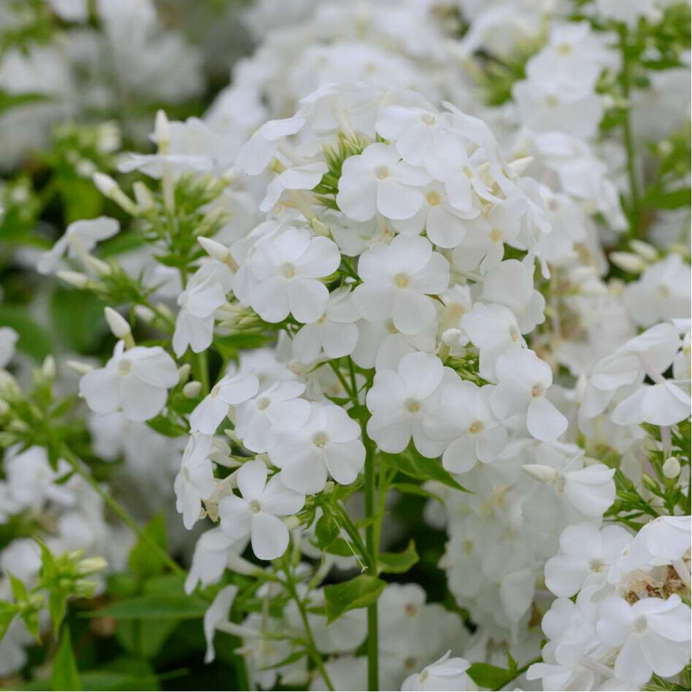 Höstflox 'David' (Phlox paniculata)