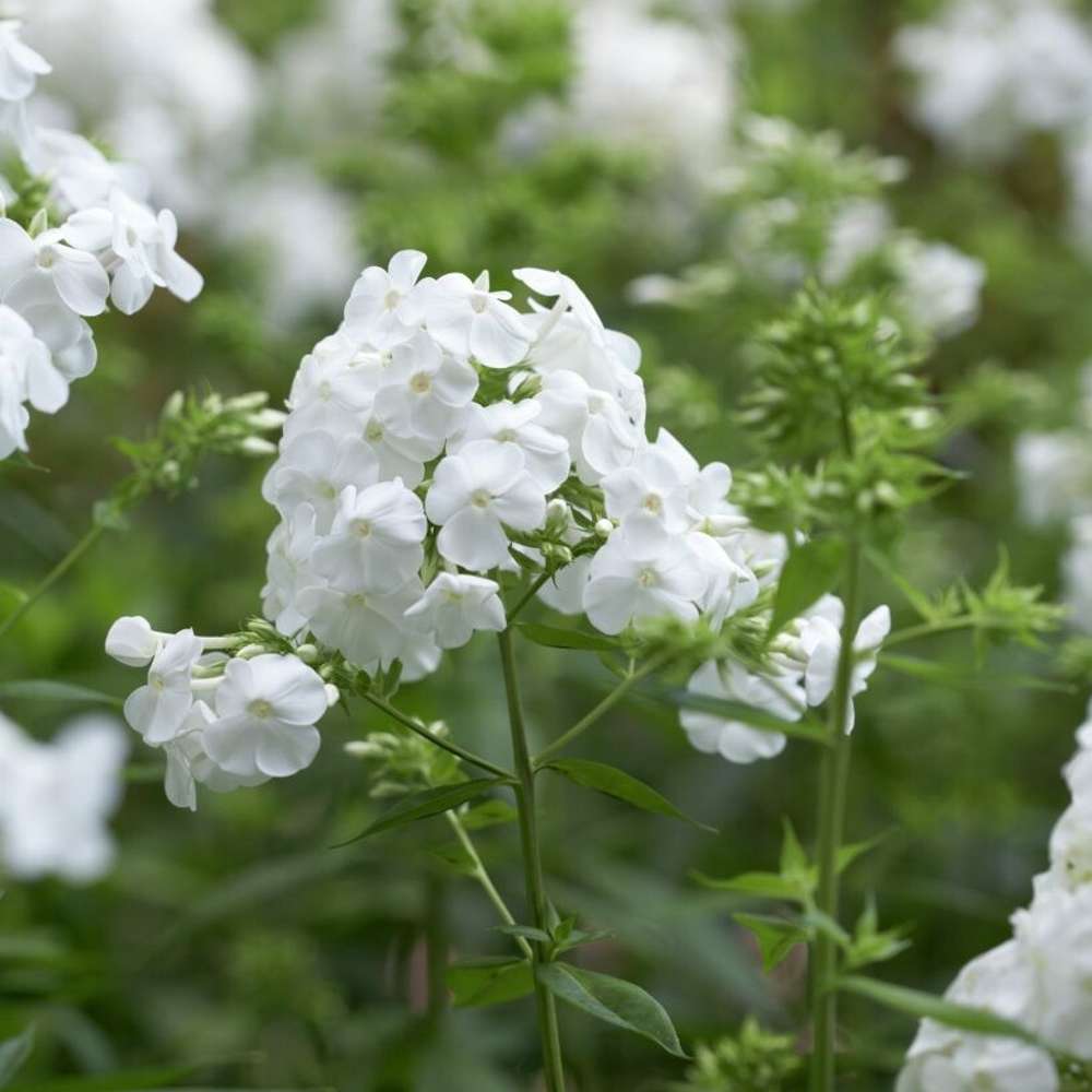 Höstflox 'David' (Phlox paniculata)